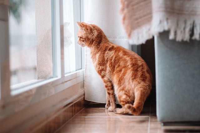 kočka u okna